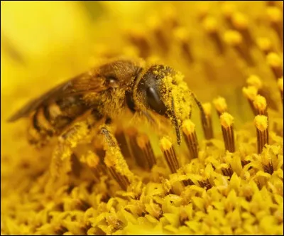 Le pollen est seulement produit par les abeilles.