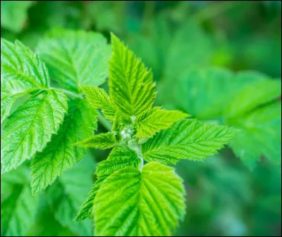 Les feuilles de framboisiers sont toxiques pour l'homme.