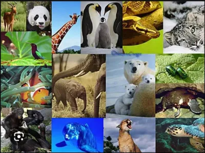 Concentre-toi encore davantage pour tenter d'apercevoir ce qui se trouve dans la tani&egrave;re. Tu vois...