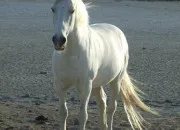 Quiz Connais-tu bien les chevaux ? (Facile)