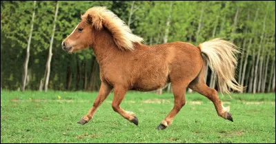 Comment appelle-t-on un petit cheval ?