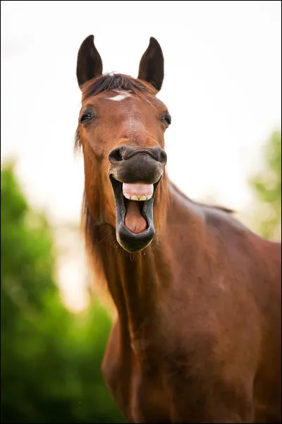 Quel bruit fait un cheval ?