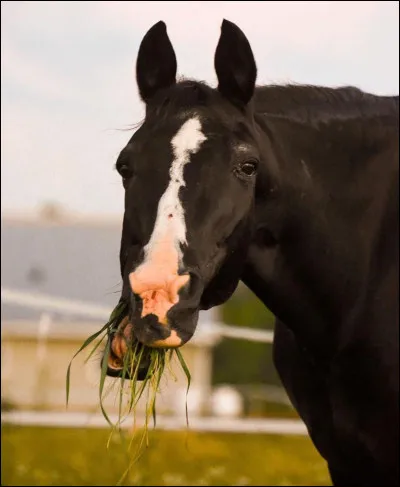 Que mange un cheval ?