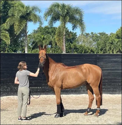Un paddock, qu'est-ce que c'est ?