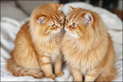 Voudrais-tu un compagnon ? (Pour les filles.)