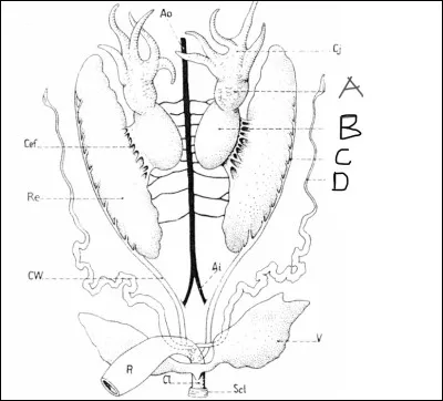 Compl&eacute;ter le sch&eacute;ma suivant :