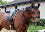 Quiz Les diff�rents types d��quipements et de mat�riaux pour chevaux