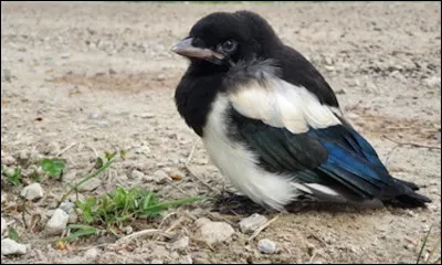 Quel est le nom du petit de la pie ?