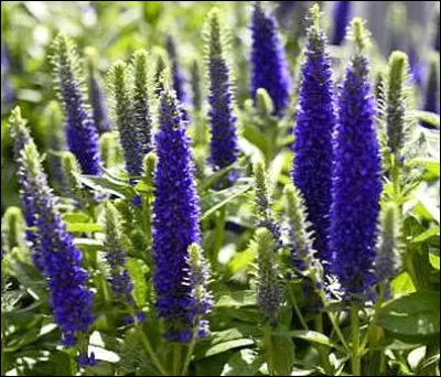 Quelle est cette fleur au pr&eacute;nom f&eacute;minin qui gu&eacute;rissait autrefois les l&eacute;preux ?