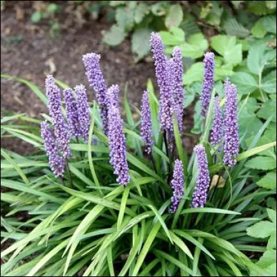 Quelle est cette plante originaire d'Orient ?