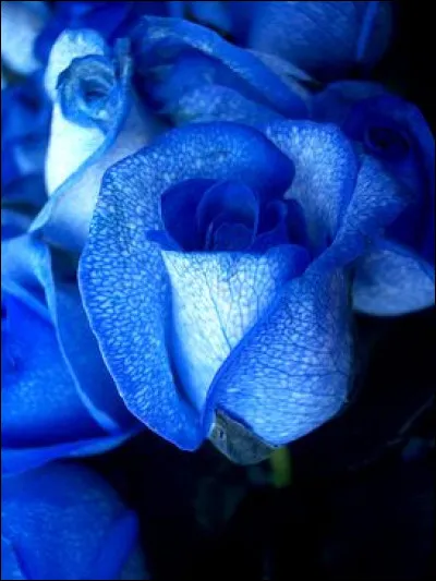 Est-ce que les roses bleues existent naturellement ?