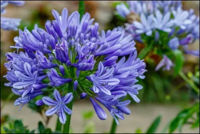 Quelle est cette fleur bleue qui pousse sur de grandes tiges tr&egrave;s utilis&eacute;e pour fleurir les parterres ?