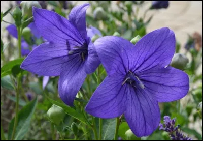 Quelle est cette fleur ?