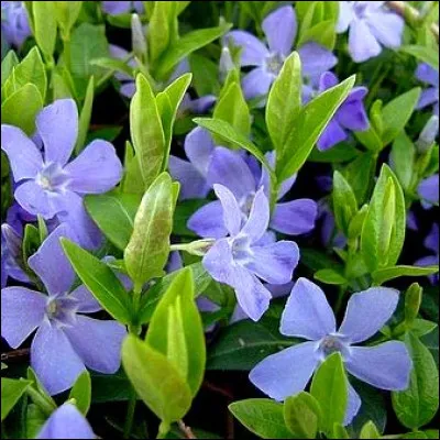 Quelle est cette plante ?