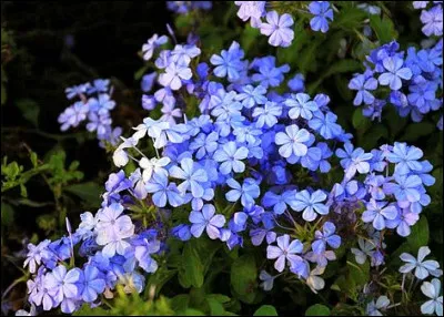Quelle est cette plante cens&eacute;e gu&eacute;rir du saturnisme ?