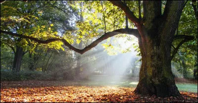 Quel est ton environnement pr&eacute;f&eacute;r&eacute; ?