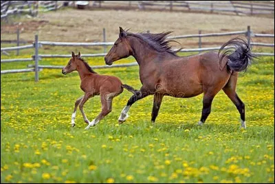 Quel groupe originaire de Bretagne interpr&egrave;te ''La Jument de Michao'' ?