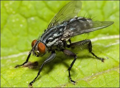 Quel groupe chante en 1988 "Zobi la mouche" ?