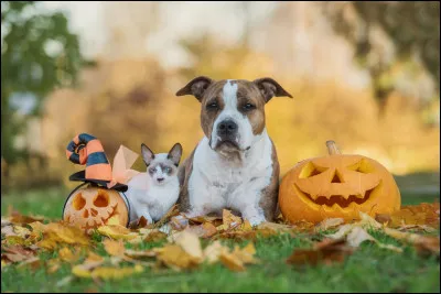 Il poss&egrave;de des coussinets.