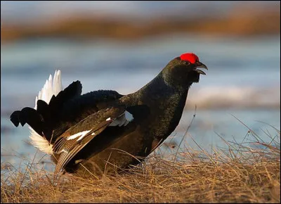 Quel est ce ce gallinac&eacute; aux allures de dindon ?