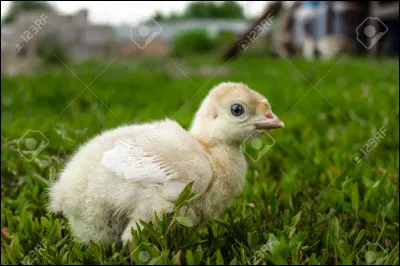 Que est le nom du petit de la dinde ?