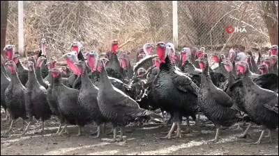 Comment appelle-t-on un groupe de dindes ?