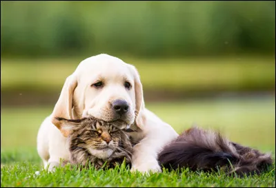 &Agrave; son arriv&eacute;e sur l�&icirc;le, Robinson a-t-il des animaux de compagnie ?