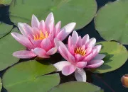 Quiz Quelle est cette fleur ?