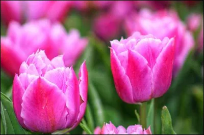 Comment s'appelle cette fleur ?