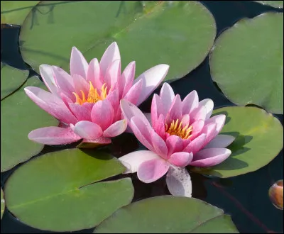 Comment s'appelle cette fleur ?