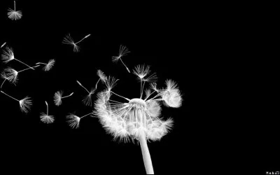 Comment s'appelle cette fleur ?