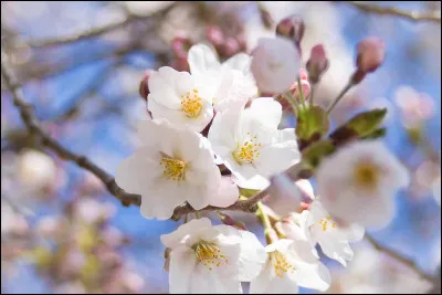 Comment s'appelle cette fleur ?