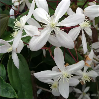 Comment s'appelle cette fleur ?