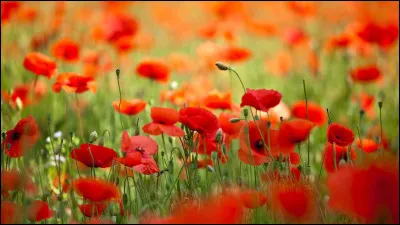 Comment s'appelle cette fleur ?