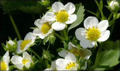 Comment s'appelle cette fleur ?