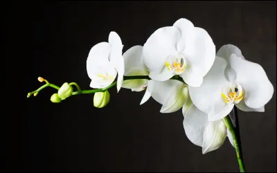 Comment s'appelle cette fleur ?