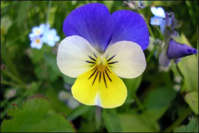 Comment s'appelle cette fleur ?