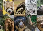 Quiz Les animaux en voie de disparition (Partie 1)