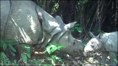 Le rhinoc&eacute;ros de Java : combien de temps peut-il vivre &agrave; l'&eacute;tat sauvage ?