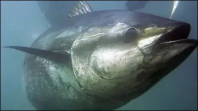 Le thon rouge : quel est son deuxi&egrave;me nom ?