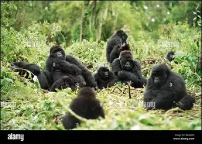 Le gorille des montagnes : combien reste-t-il d'individus dans leur habitat naturel ?