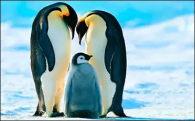 Les manchots : pourquoi sont-ils en voie de disparition ?