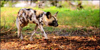 Le lycaon : quel est son nom latin ?