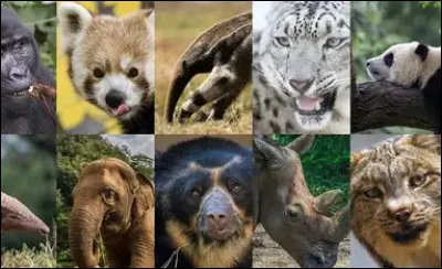 Pourquoi toutes ces esp&egrave;ces sont-elles en voie de disparition ?