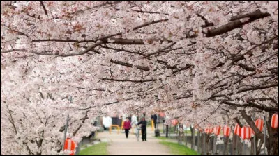 Dans quel pays la floraison des cerisiers est f&ecirc;t&eacute;e ?