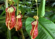 Test De quel clan viens-tu dans ''Les Royaumes de feu'' ?