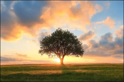 Qu�est-ce qui existait en premier, les requins ou les arbres ?