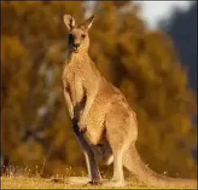 En Australie, il est interdit de prendre des photos d�un kangourou sans autorisation officielle.