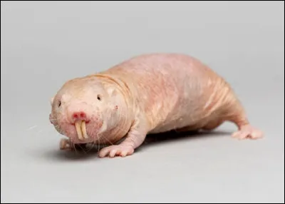 Quel est l'autre nom du 'Rat-taupe nu'' ?