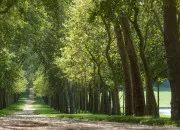 Quiz Et si on grimpait aux arbres ! n�51